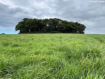 Irische Mythen, Aberglauben und die geheimnisvollen Fairy Forts