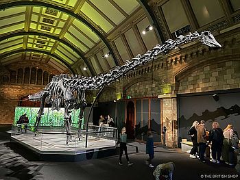 Dinosaurier-Skelett Dippy im Natural History Museum in London