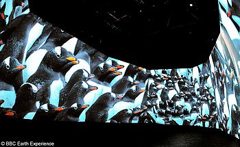360-Grad-Aufnahme einer Pinguin-Kolonie in der Ausstellung BBC Earth Experience