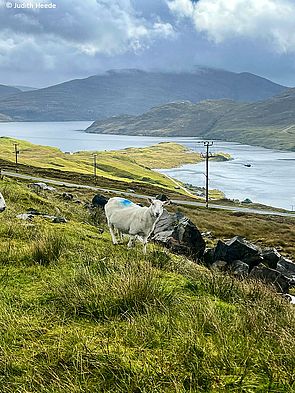 Ein neugieriges Schaf auf der Isle of Lewis