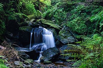 Schottlands grünes Geheimnis: Unterwegs im Regenwald
