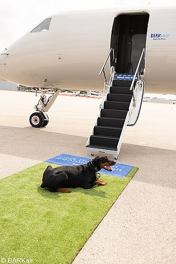 Ein grüner statt ein roter Teppich für die Fluggäste von BARK Air