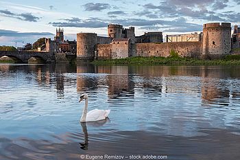 Ein Schwan auf dem Fluss Shannon vor dem Schloss von König John in der irischen Stadt Limerick.
