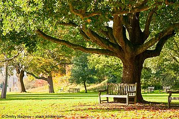 Alter Baum im Park von Kew Gardens