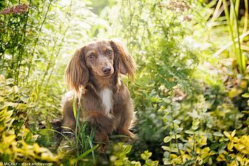 Sausage Dogs – Warum der Dackel jetzt wieder durch die Mode flaniert