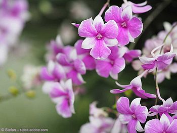 Pinkfarbene Orchidee, die nach John Lindley benannt ist