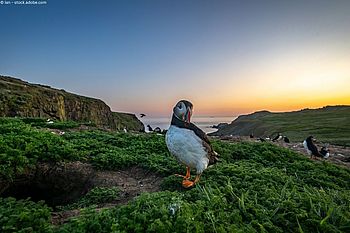 Skomer Island: Papageitaucher, Sturmtaucher und ein Hauch Bronzezeit Skomer Island: Papageitaucher, Sturmtaucher und ein Hauch Bronzezeit