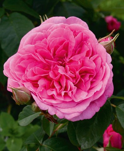 Duftrose Gertrude Jekyll von David Austin