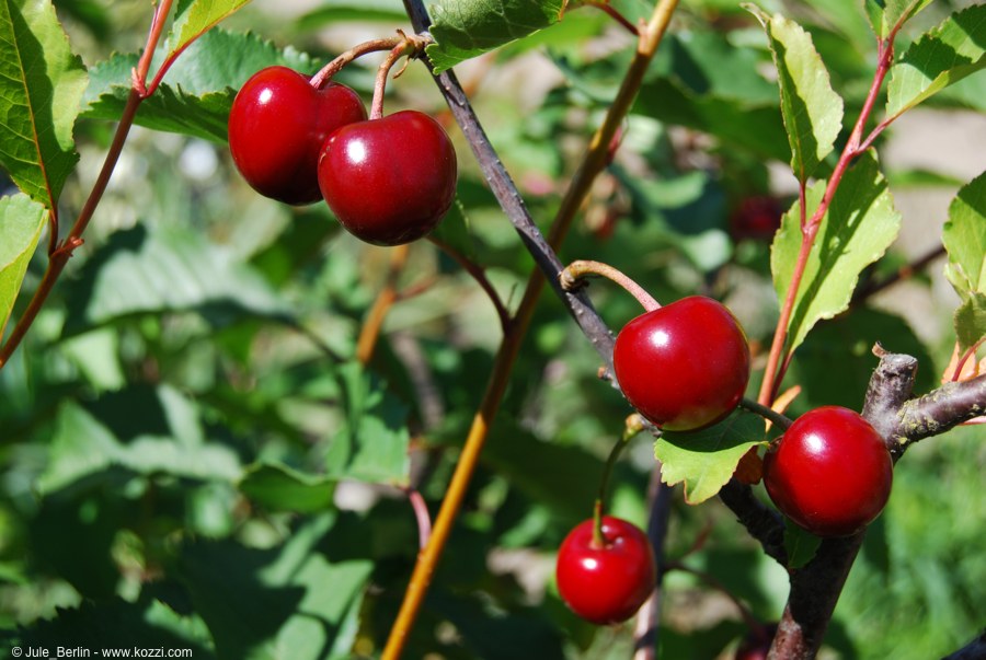 National Cherry Day: Ein Herz für Kirschen