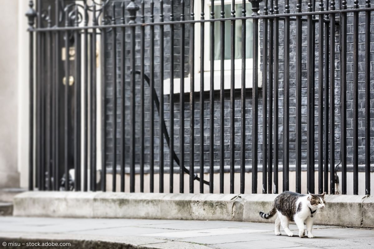 Chief Mouser of the Cabinet Office: Hier regiert die Katze!