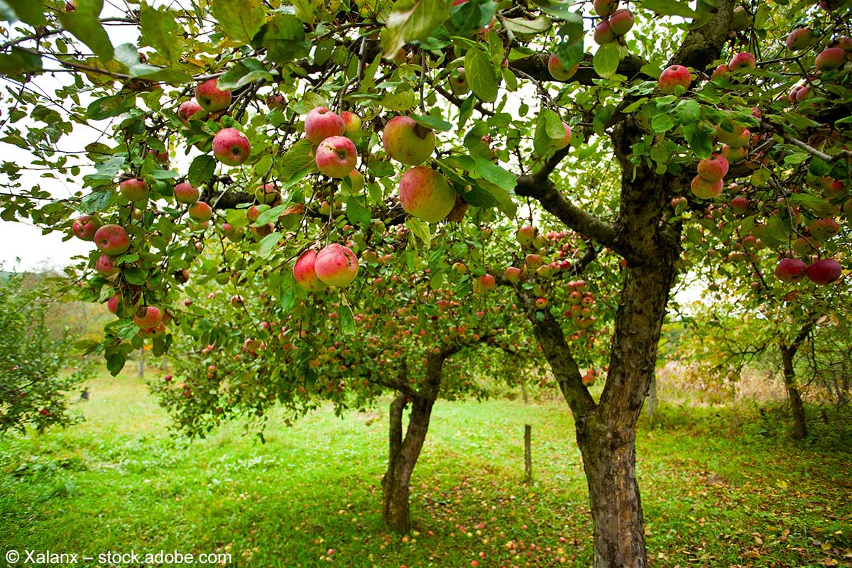 Streuobstwiese mit Apfelbäumen