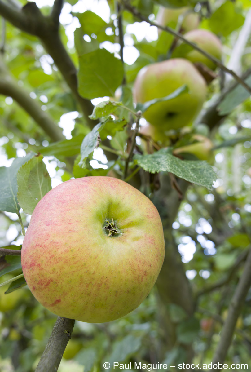 Zum Apple Day: ein alter Apfelbaum und seine Geschichte