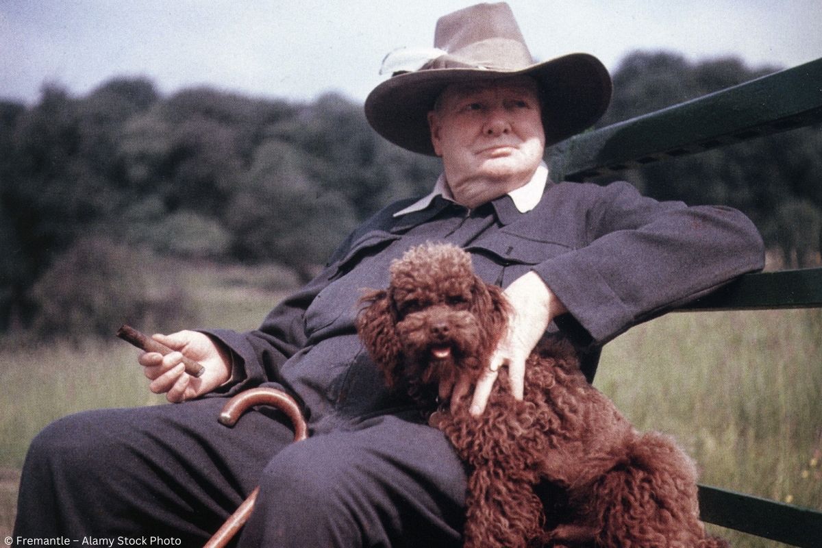Who let the dogs out? Diese 10 britischen Hunde sind echte Berühmtheiten