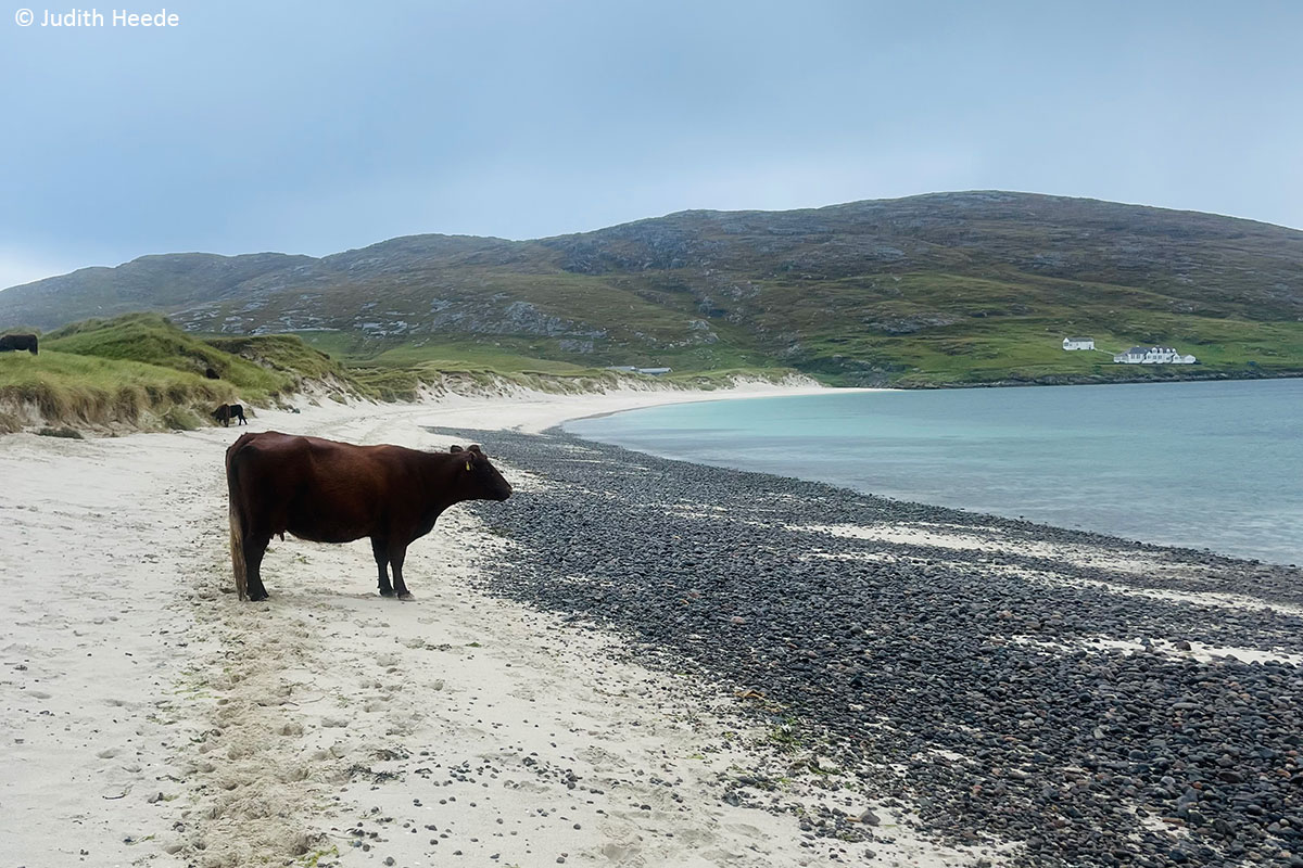 Eine Kuh steht am Strand von Vatersay Beach