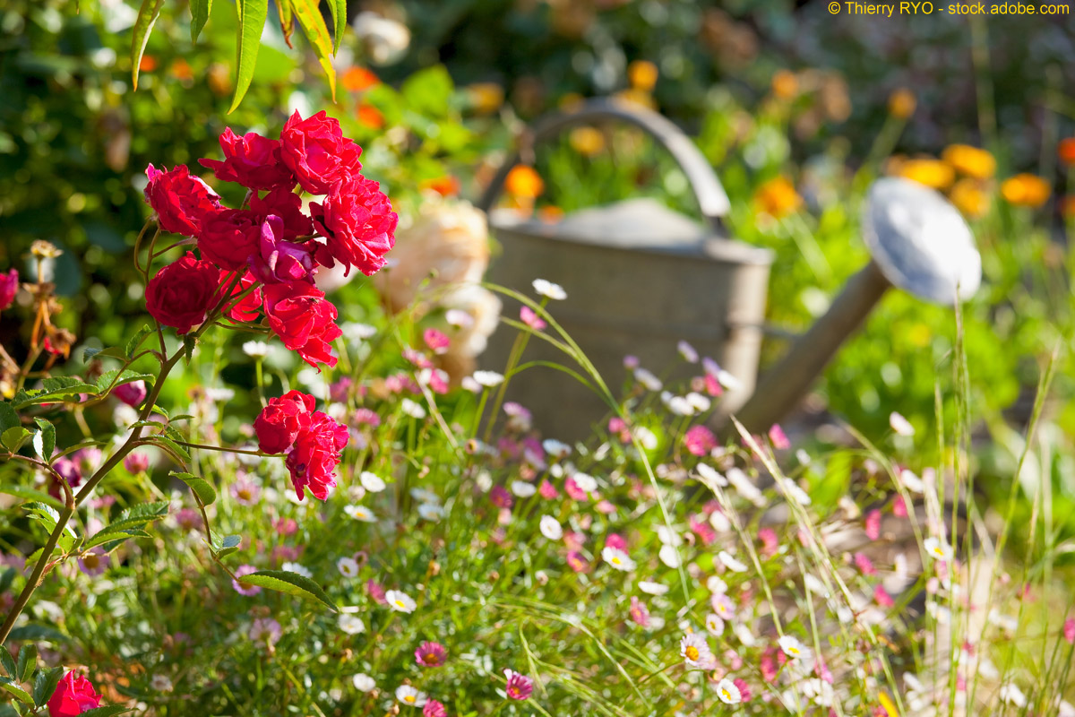 Blumen und Pflanzen im Haus und Garten: Videos mit Tipps und Tricks