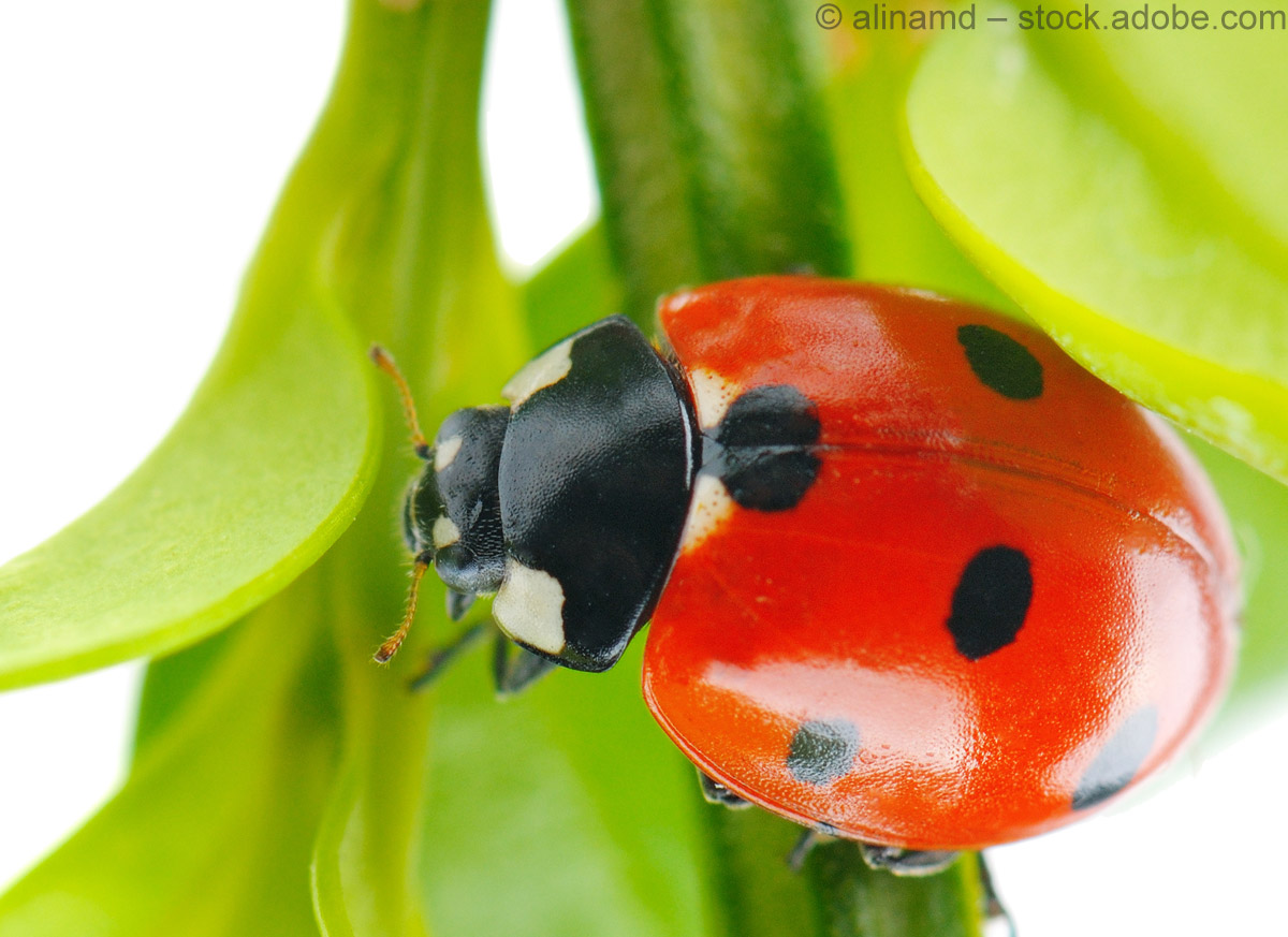 Lovely Ladybirds: Wir schwärmen für Marienkäfer