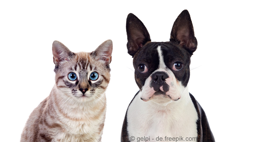 Love your Pet Day: Hundegeschichten und Katzengeschichten