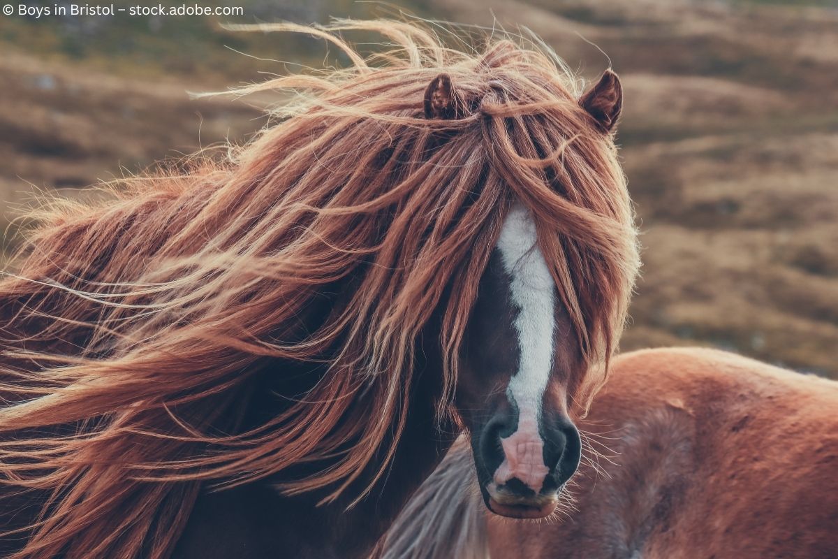 Britische Ponys: Charmante Begleiter auf vier Hufen