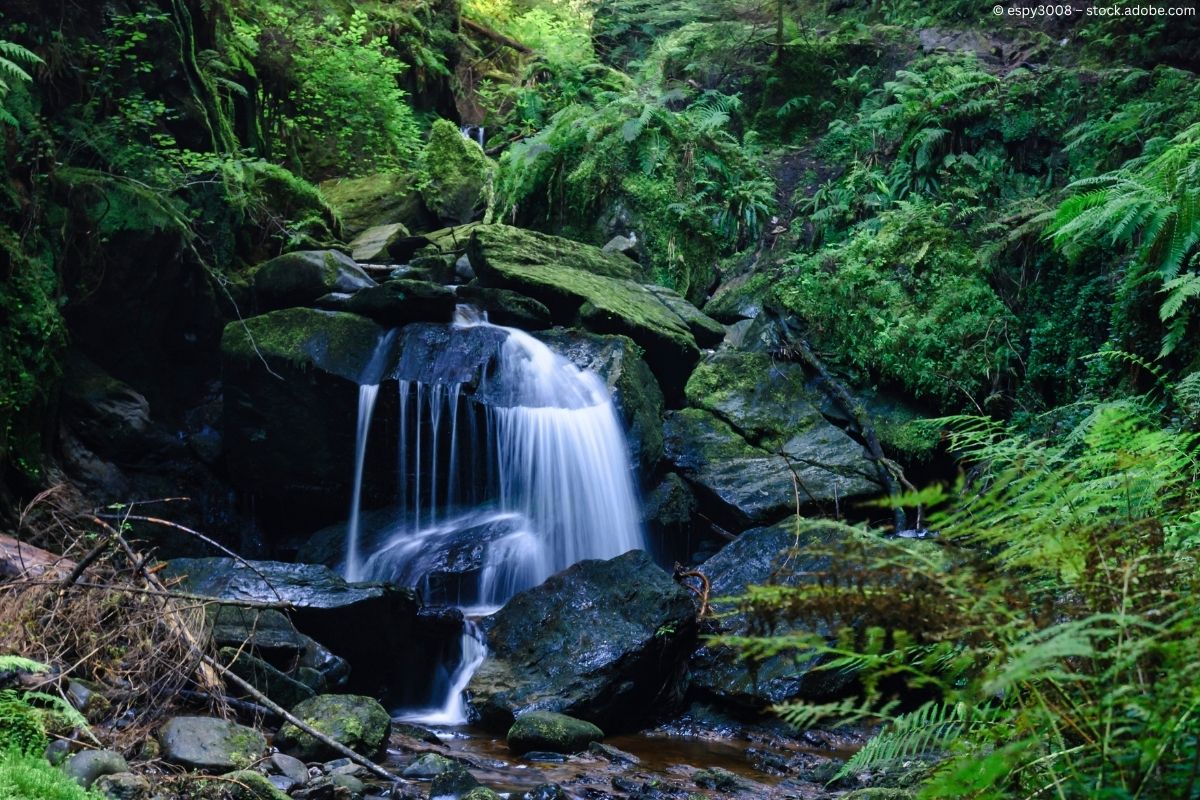 Schottlands grünes Geheimnis: Unterwegs im Regenwald