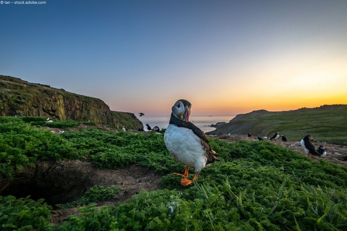 Skomer Island: Papageitaucher, Sturmtaucher und ein Hauch Bronzezeit Skomer Island: Papageitaucher, Sturmtaucher und ein Hauch Bronzezeit