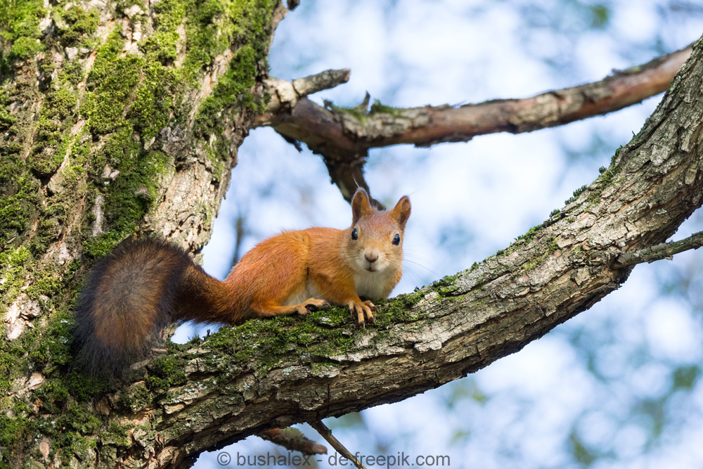Leider immer seltener: das rote Eichhörnchen