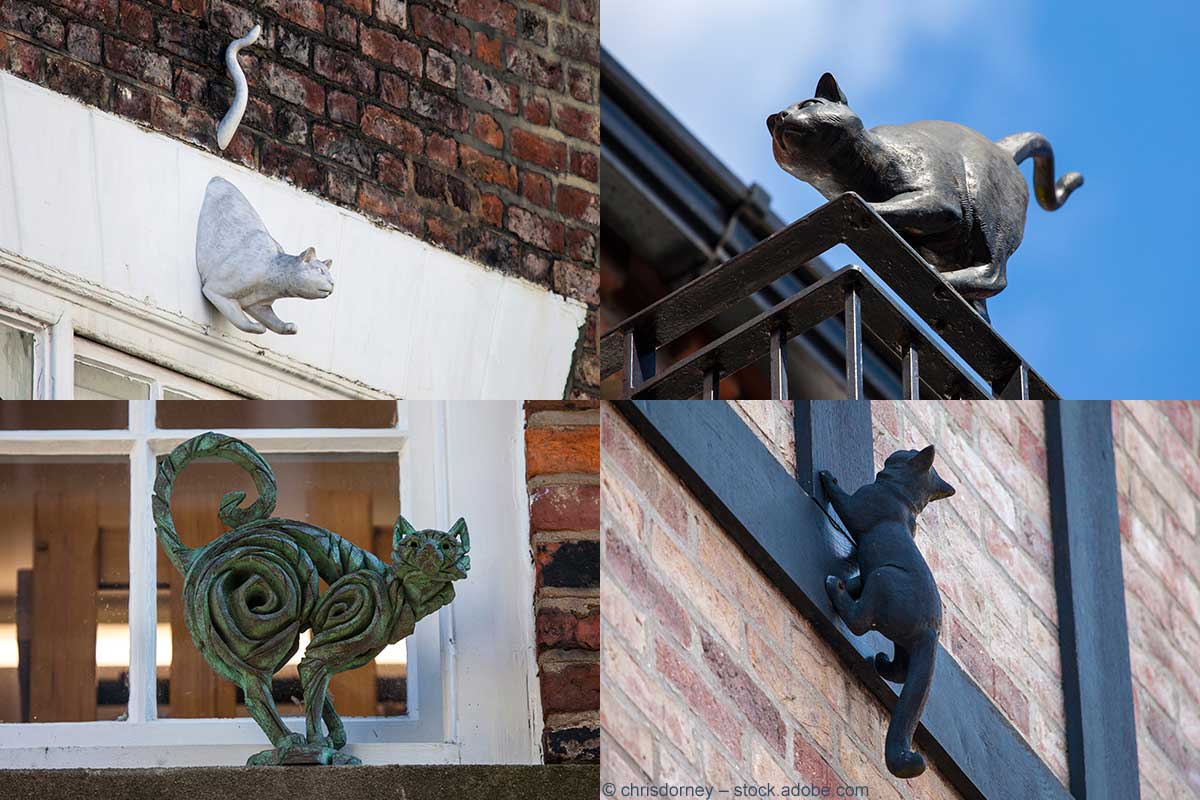 Kunstwerke auf vier Pfoten: die Katzen von York